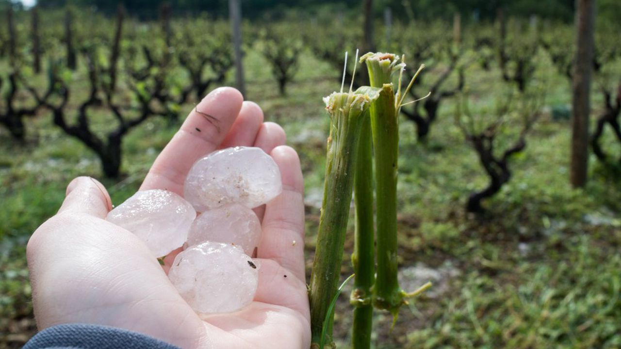 Les Assurances Agricoles / Assurance Grêle